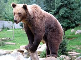 bear.jpeg