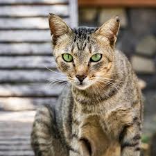 cat.jpeg