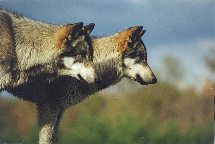 timber_wolf